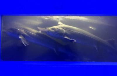 中國魚子醬第一股清江鱘龍漁業